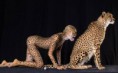 Fotógrafa americana transforma modelos em animais
